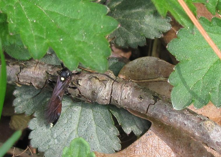 Ichneumon stramentarius?